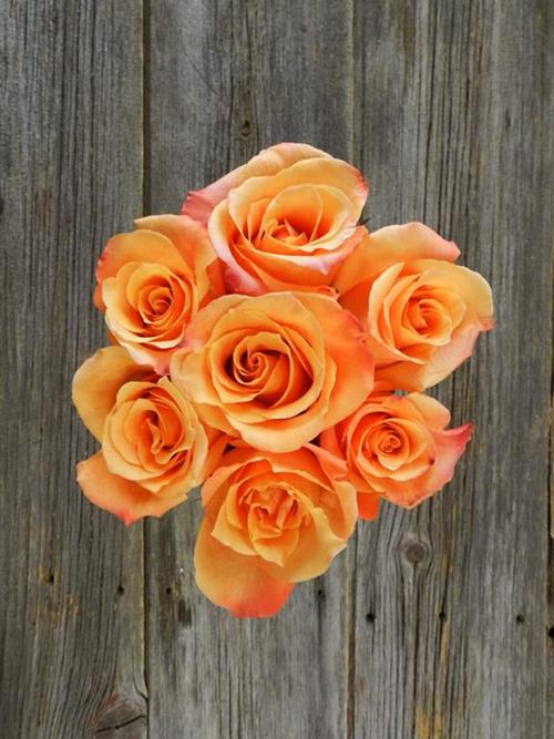 Wholesale Orange Unique Roses Delivered Online FlowerFarm